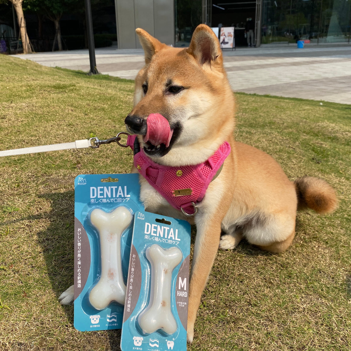 你適合養柴犬嗎？請注意這5件事– MOMObox TW