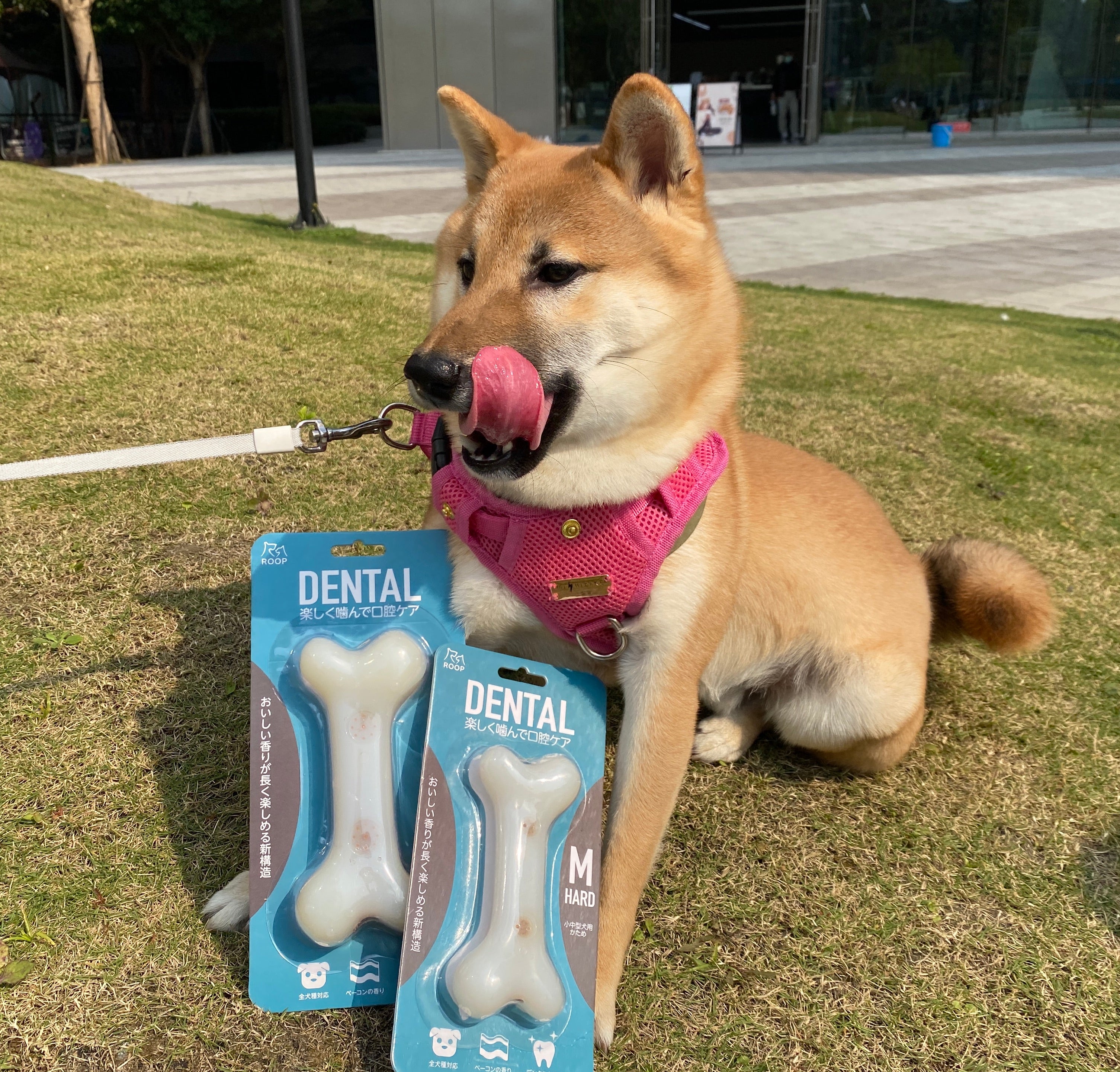 你適合養柴犬嗎？請注意這5件事– MOMObox TW