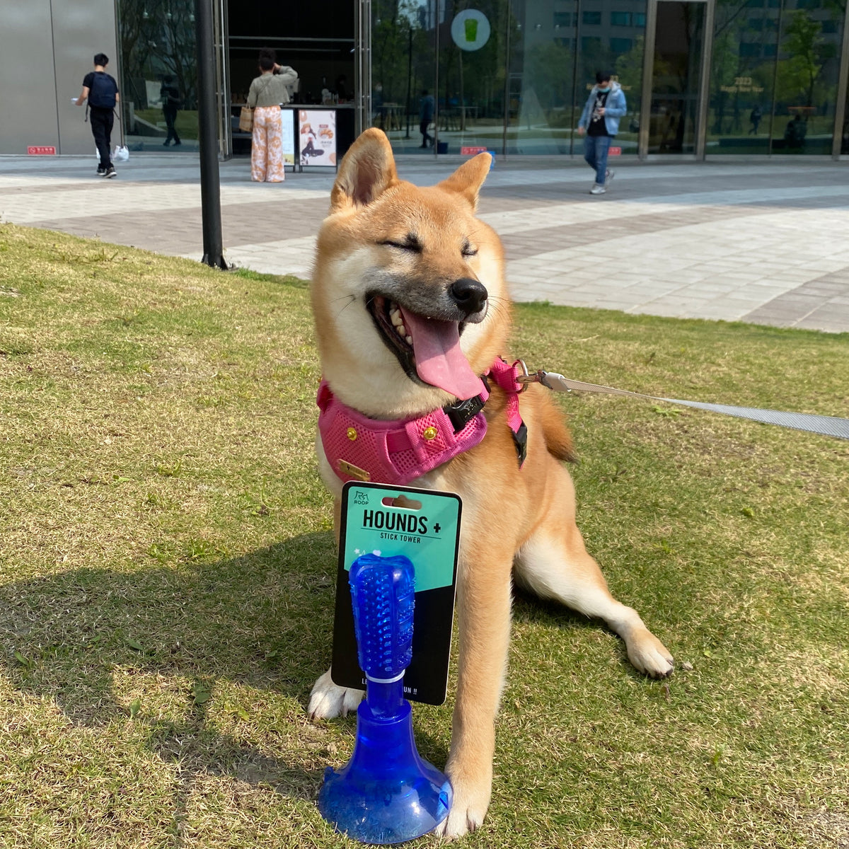 柴犬破壞力多強？柴犬玩具怎麼挑？ – MOMObox TW