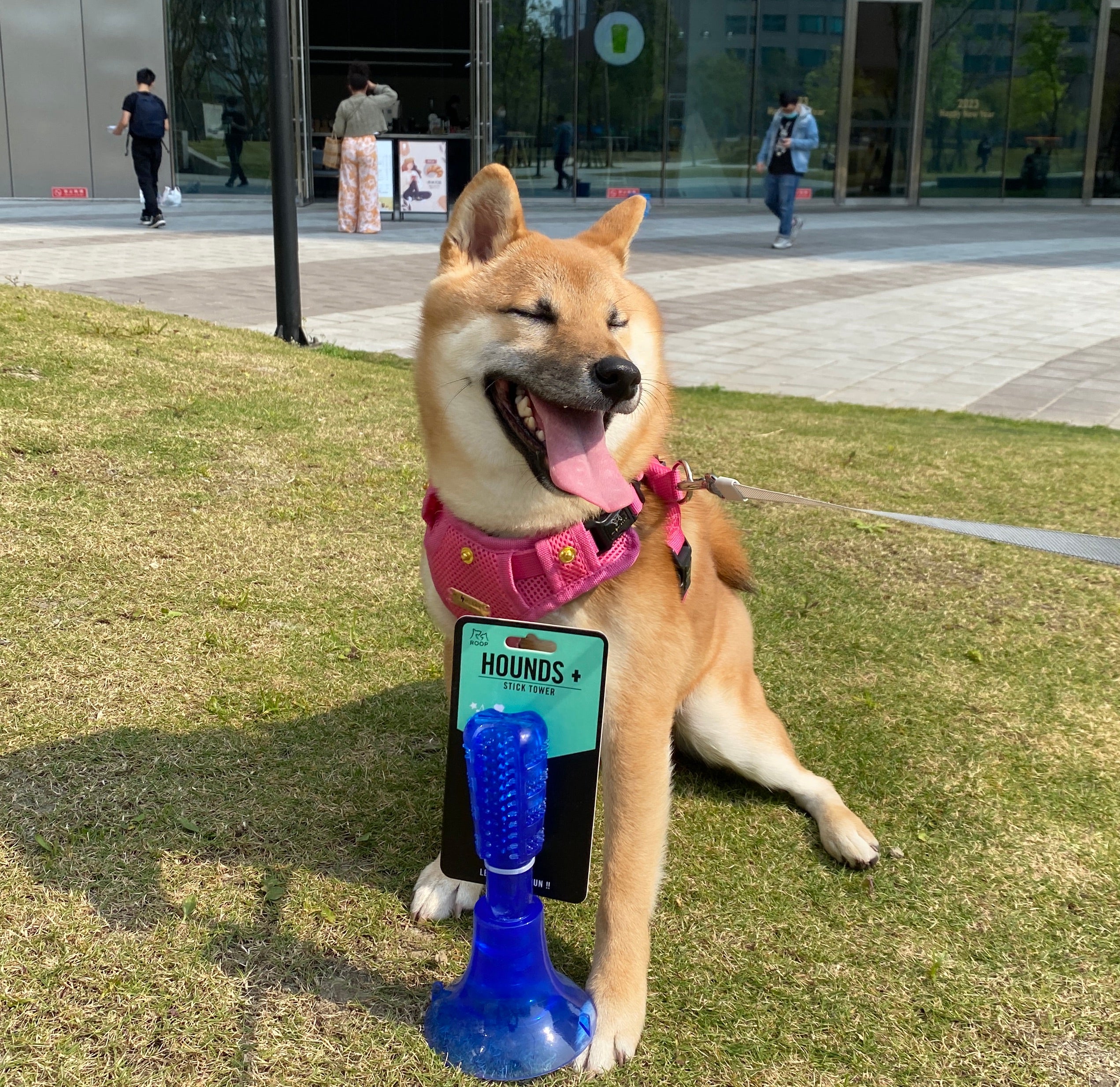 柴犬破壞力多強？柴犬玩具怎麼挑？ – MOMObox TW