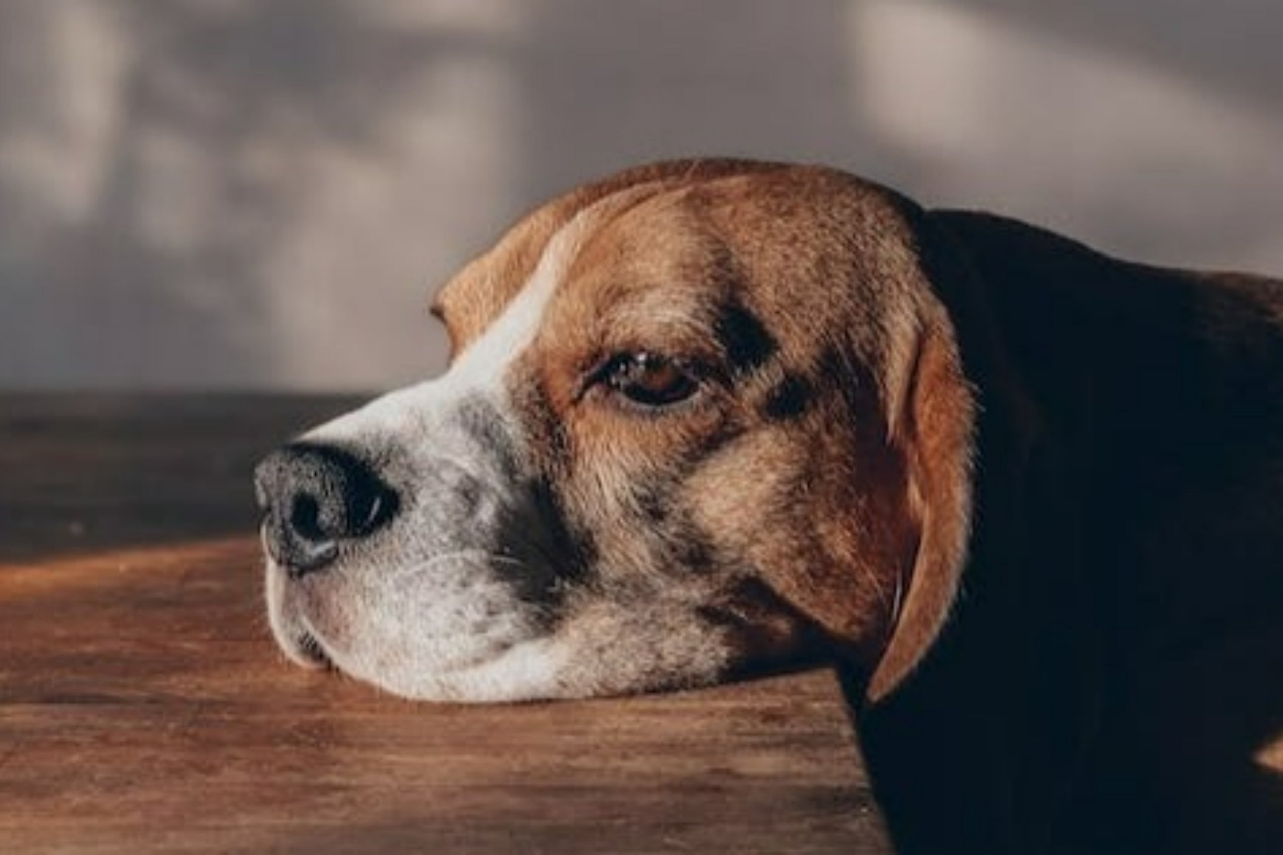 狗狗憂鬱症怎麼辦？陪狗狗做這些活動抗憂鬱！