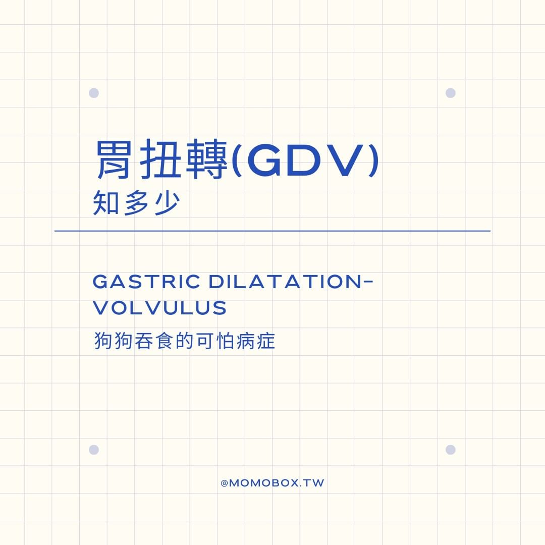 狗狗吃飯太快當心胃扭轉！教你3招預防