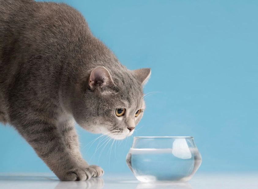 貓咪不愛喝水？小心脫水及泌尿道疾病！