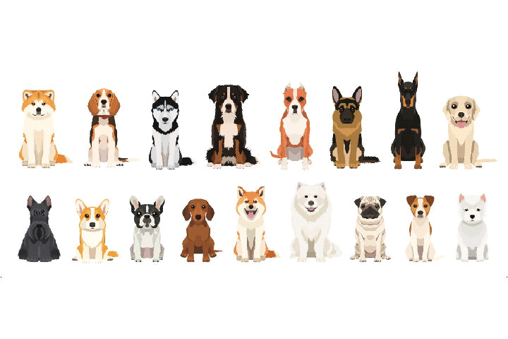 這幾種狗狗人氣超高！熱門狗狗品種介紹