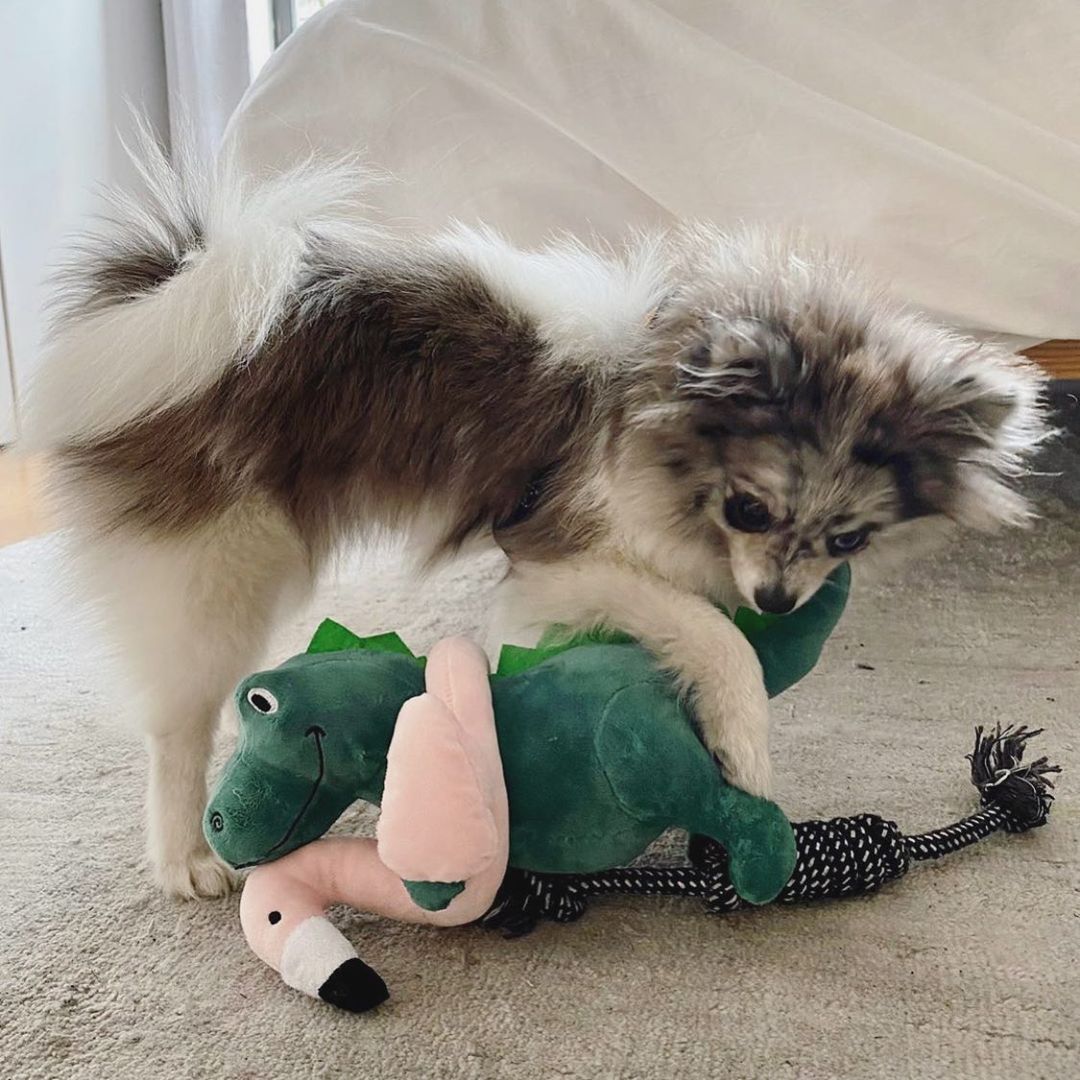 PetShop by Fringe Studio 狗狗發聲玩具-變裝暴龍系列