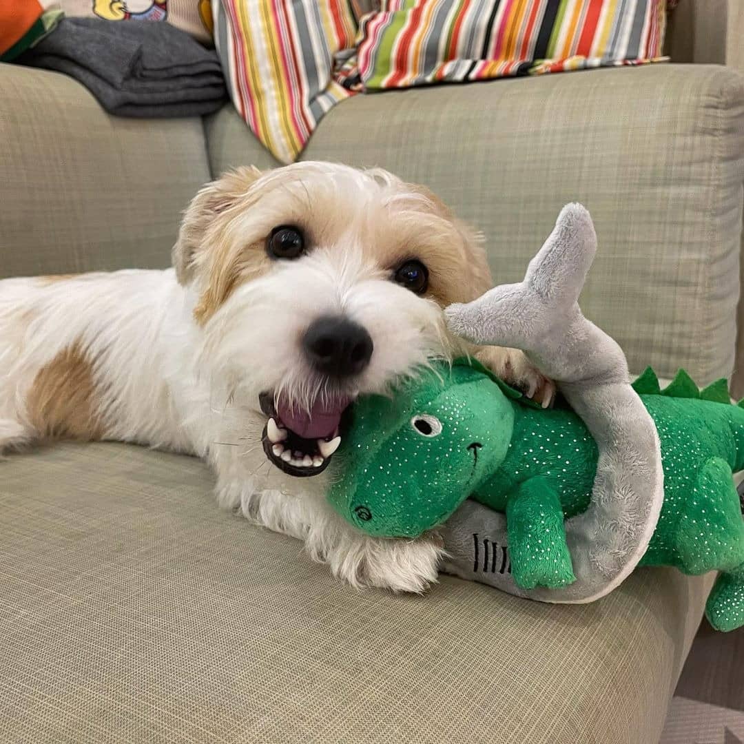 PetShop by Fringe Studio 狗狗發聲玩具-變裝暴龍系列