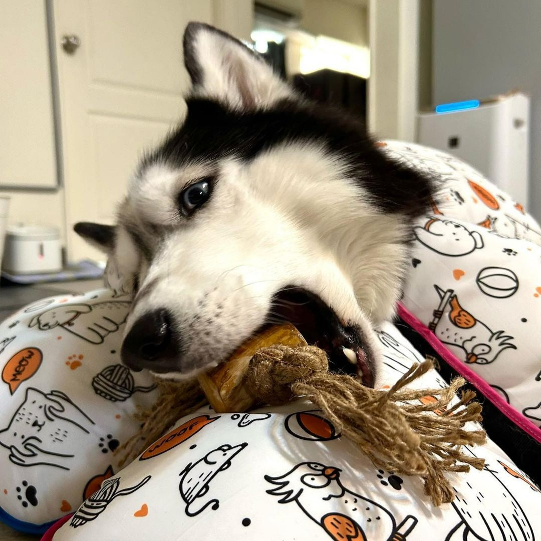 ROOP 狗狗啃咬玩具-天然咖啡木