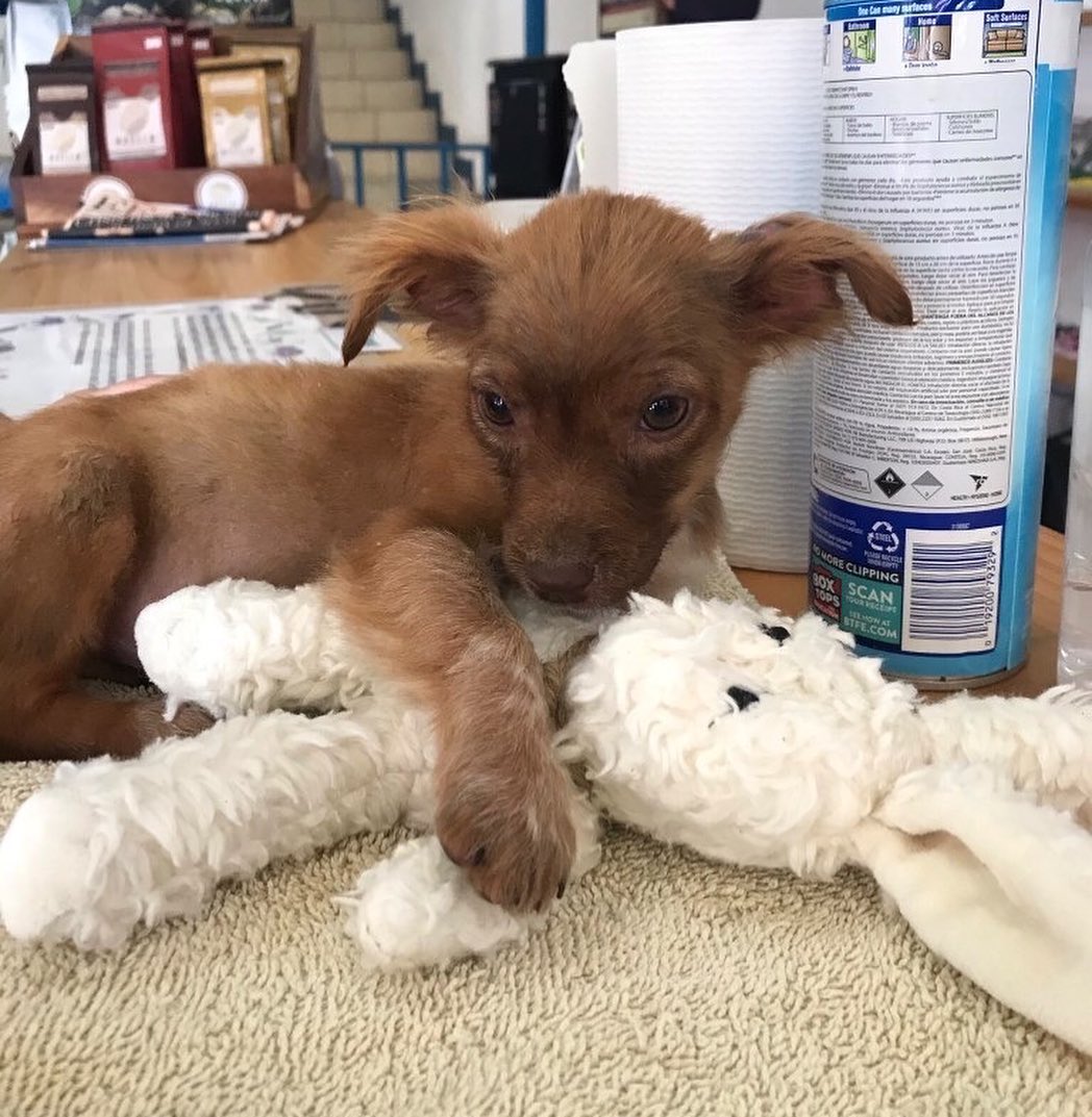 Spunky Pup 狗狗響紙玩具-有機棉系列