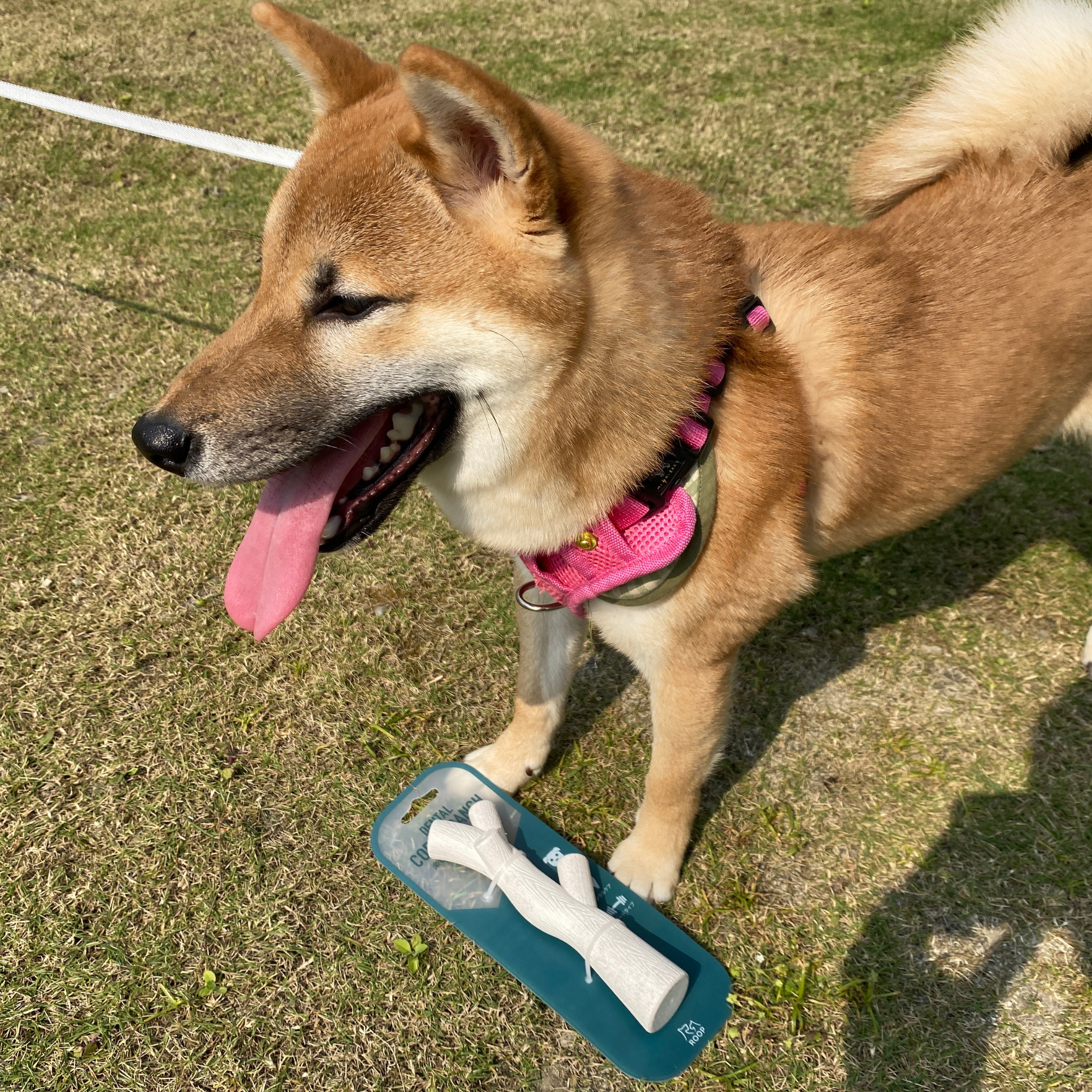 ROOP 狗狗啃咬玩具-天然玉米樹枝