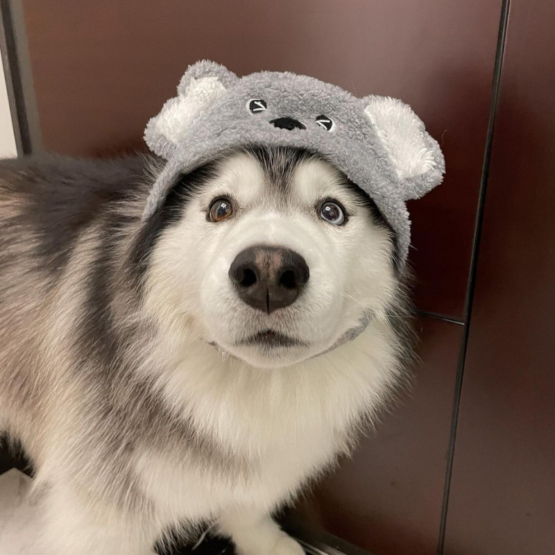 DOGO Pet Fashions 狗狗造型帽