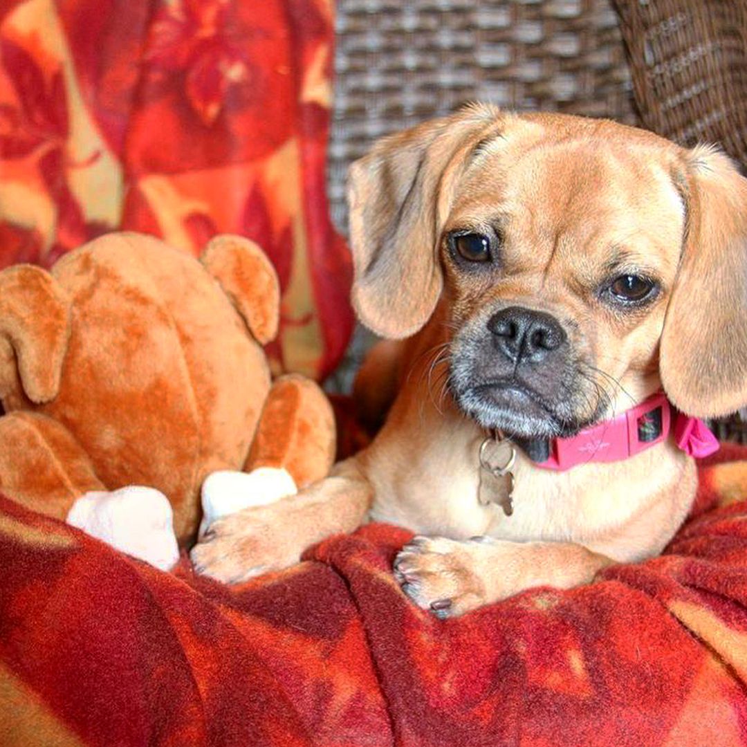 Fabdog 狗狗發聲玩具-擬真烤雞盒