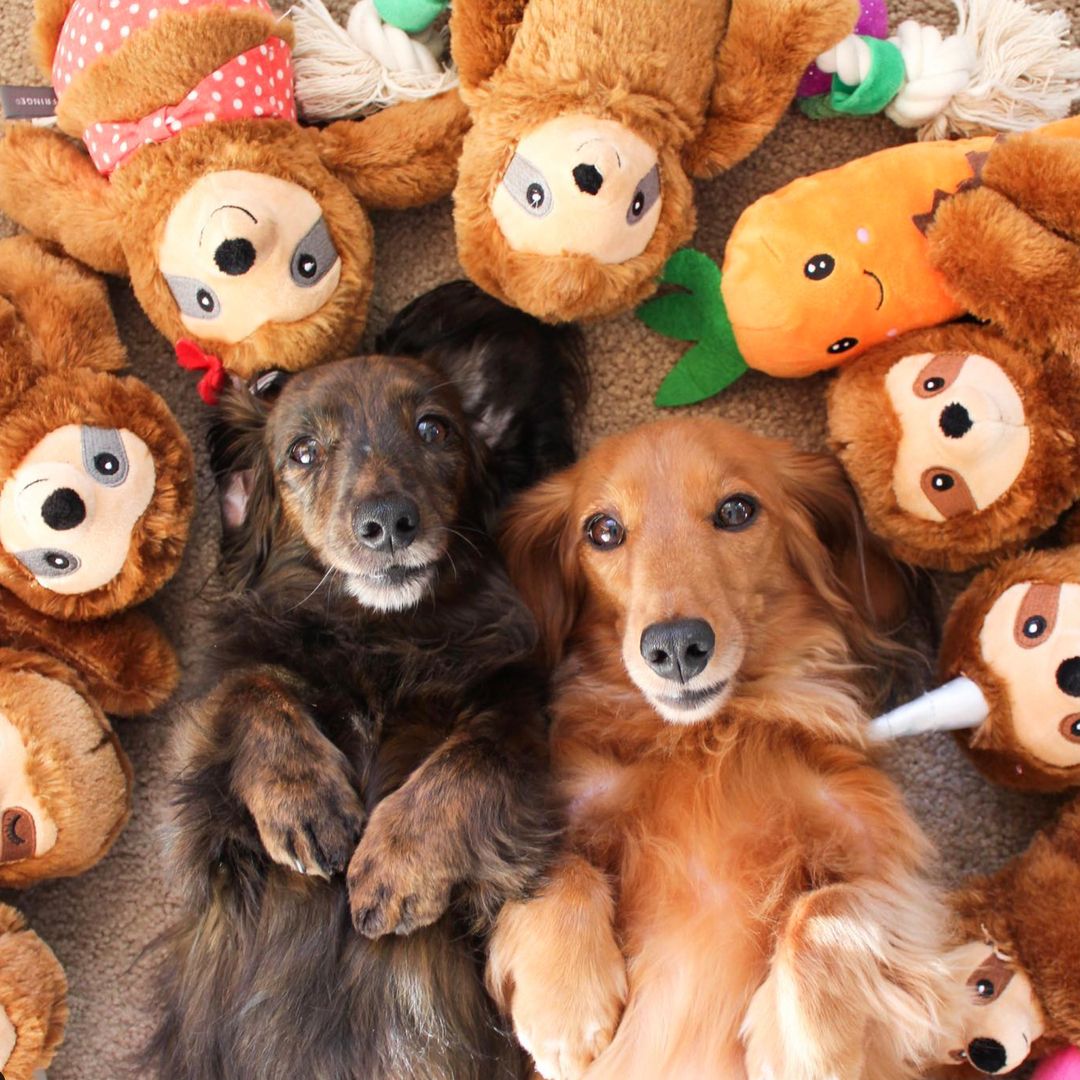 PetShop by Fringe Studio 狗狗發聲玩具-超人氣動物系列