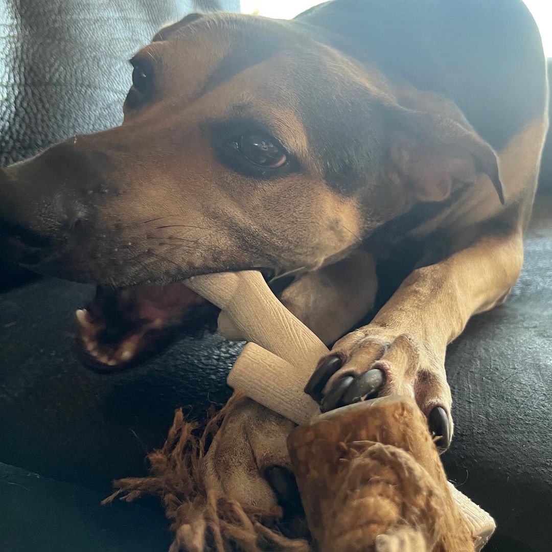 ROOP 狗狗啃咬玩具-天然玉米樹枝