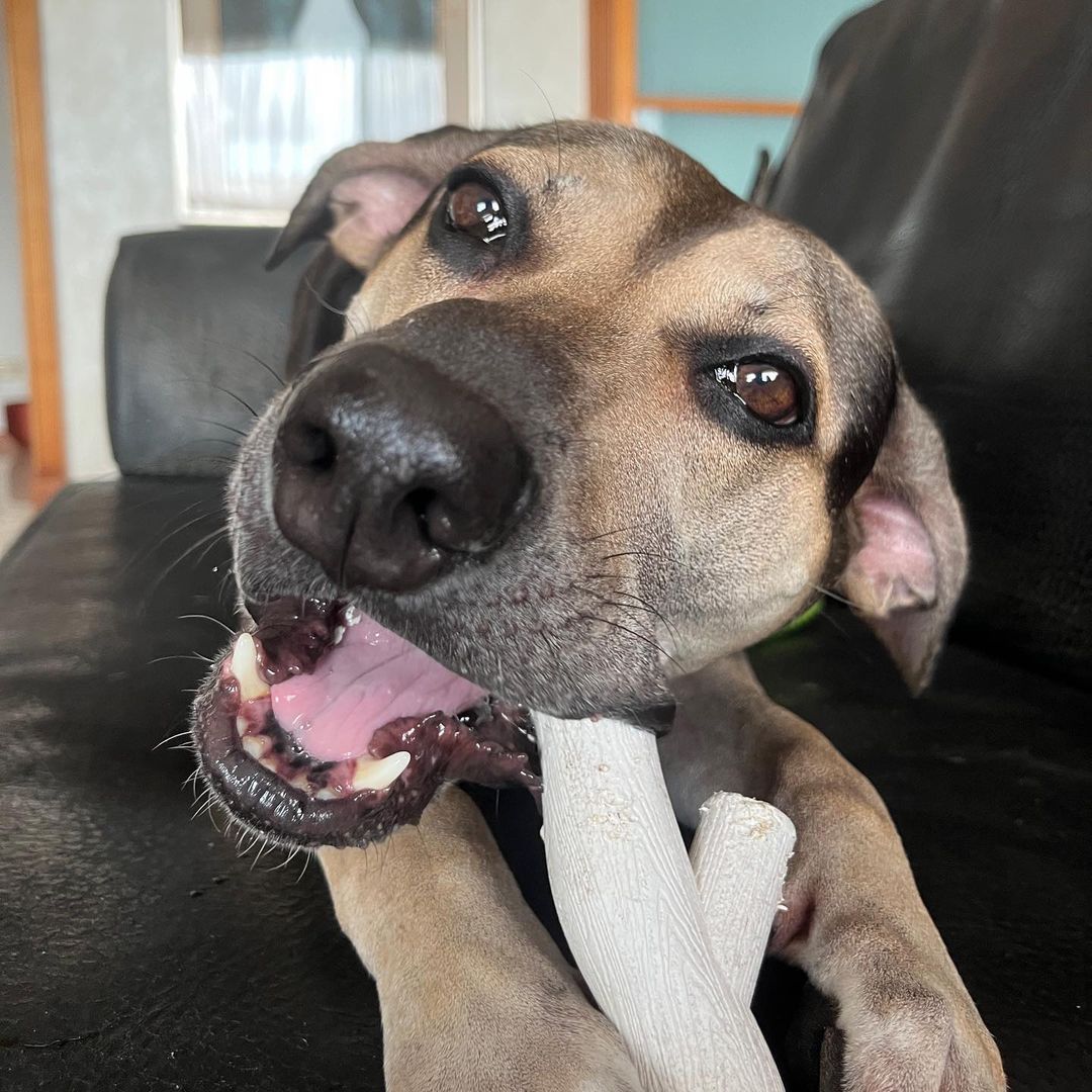 ROOP 狗狗啃咬玩具-天然玉米樹枝