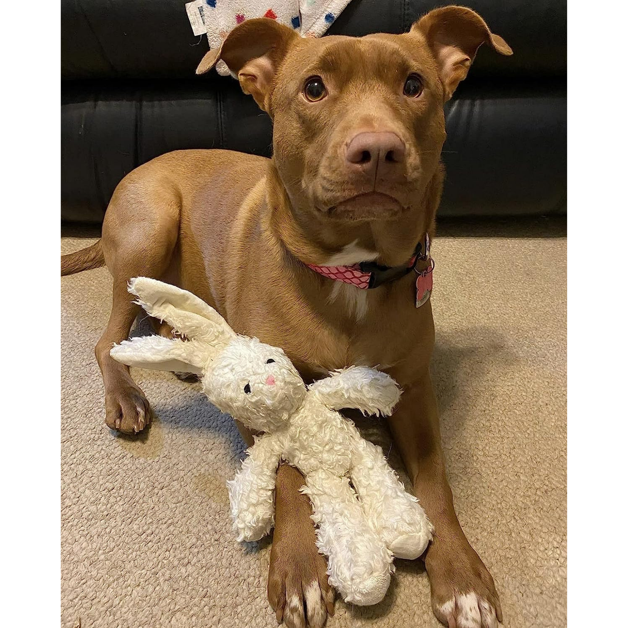 Spunky Pup 狗狗響紙玩具-有機棉系列