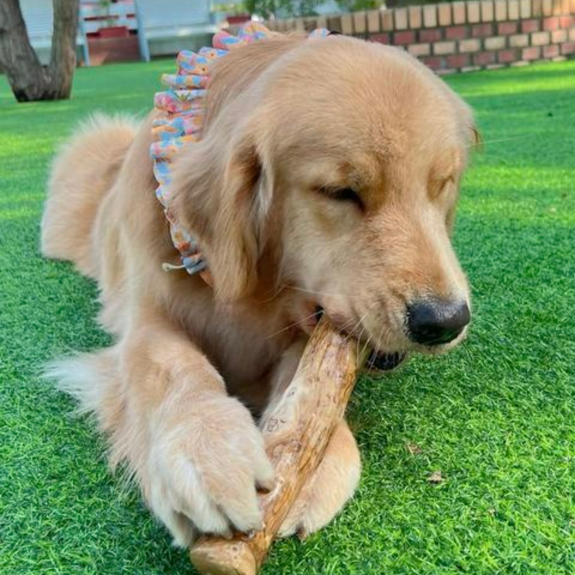 ROOP 狗狗啃咬玩具-天然咖啡木