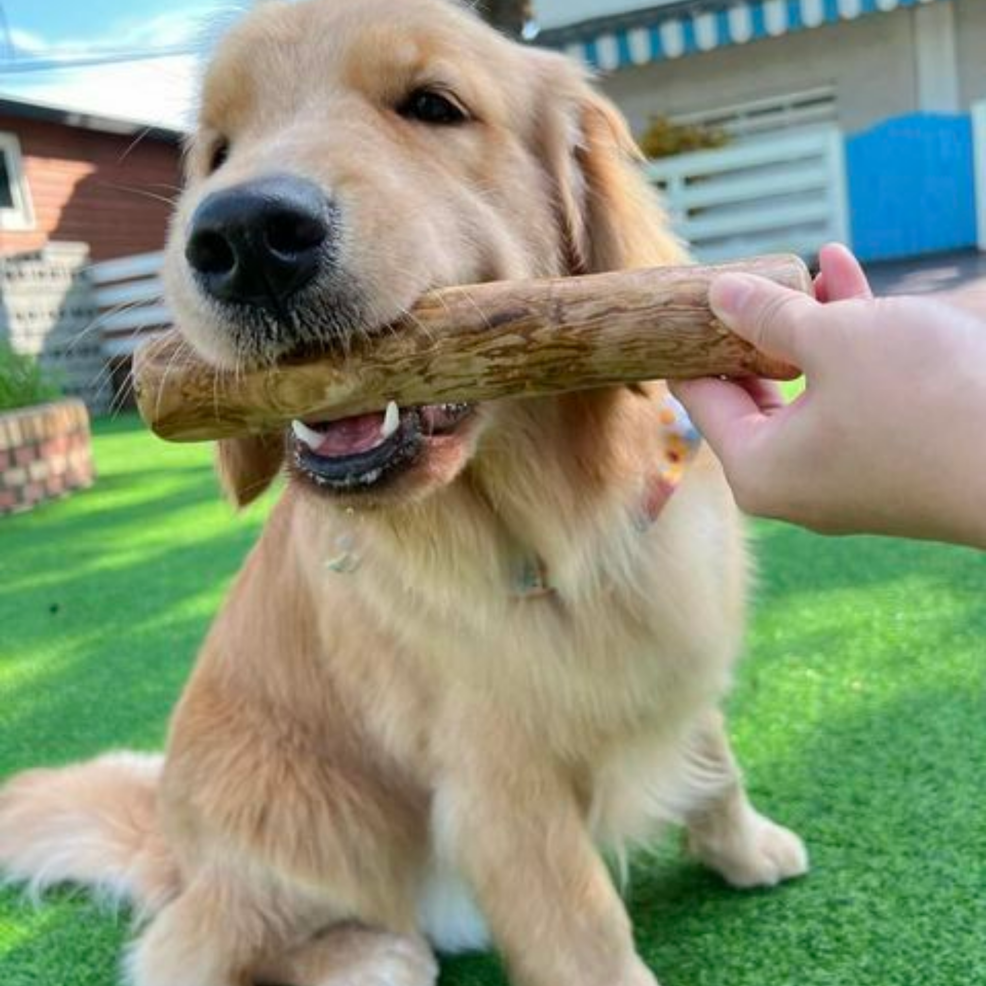 ROOP 狗狗啃咬玩具-天然咖啡木