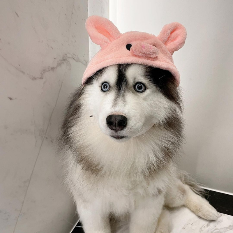 DOGO Pet Fashions 狗狗造型帽