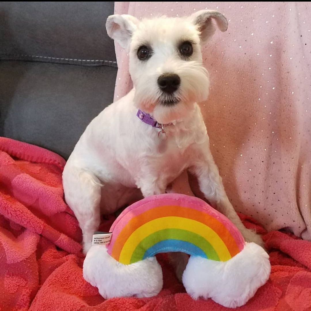 PetShop by Fringe Studio 狗狗發聲玩具-幸福彩虹