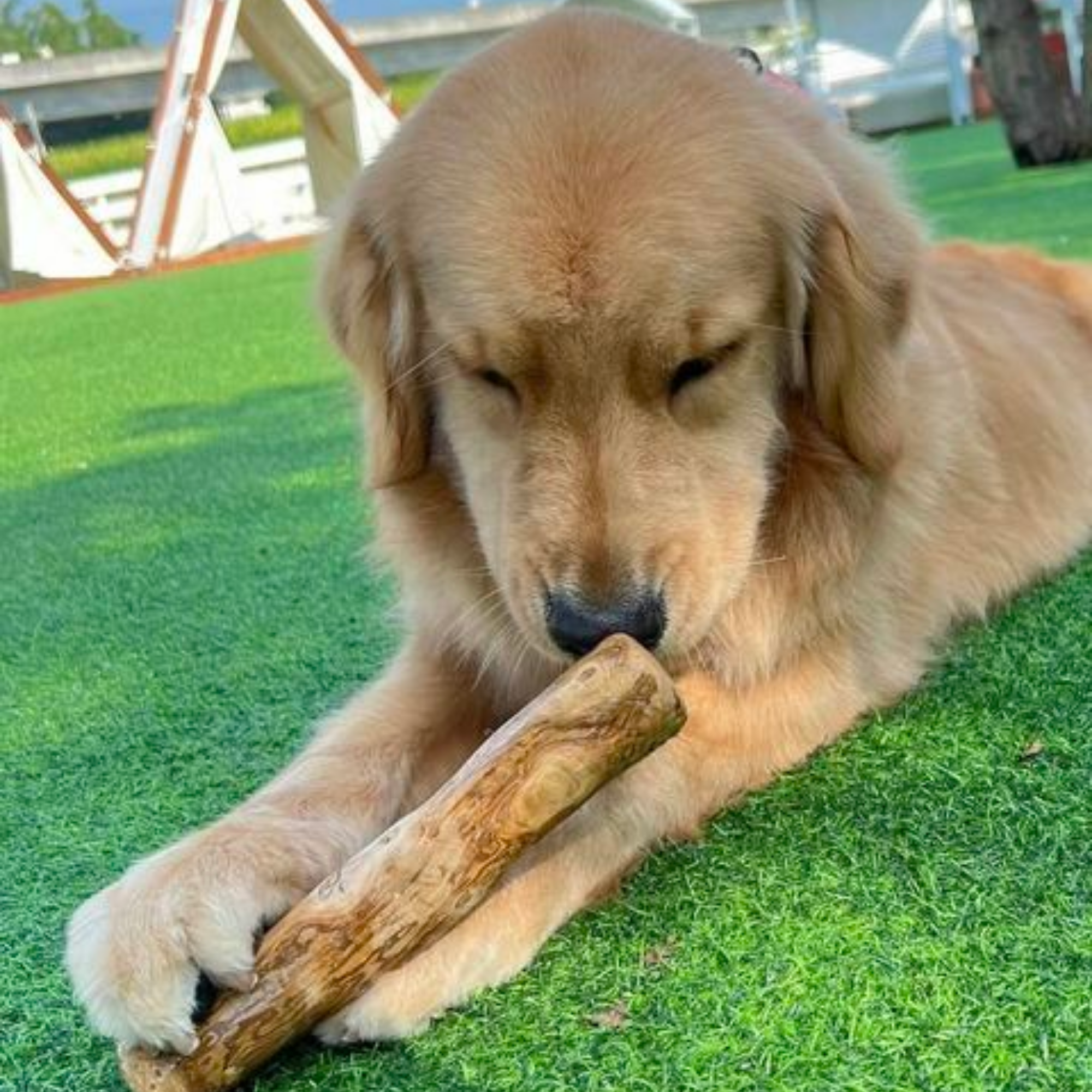 ROOP 狗狗啃咬玩具-天然咖啡木