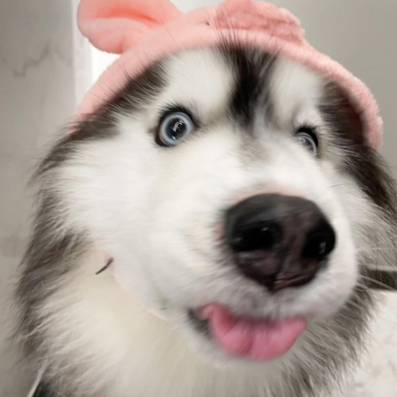 DOGO Pet Fashions 狗狗造型帽