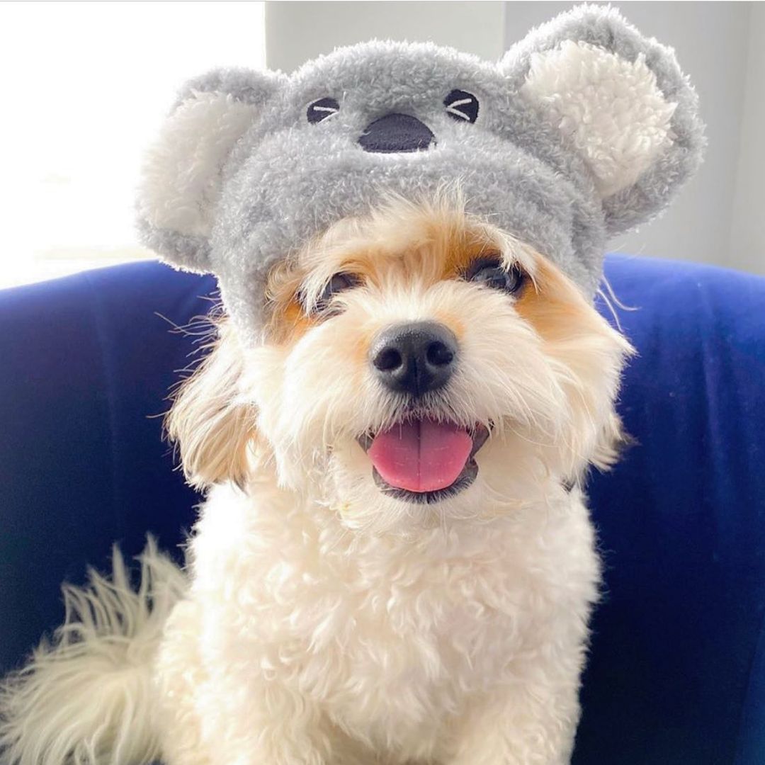 DOGO Pet Fashions 狗狗造型帽