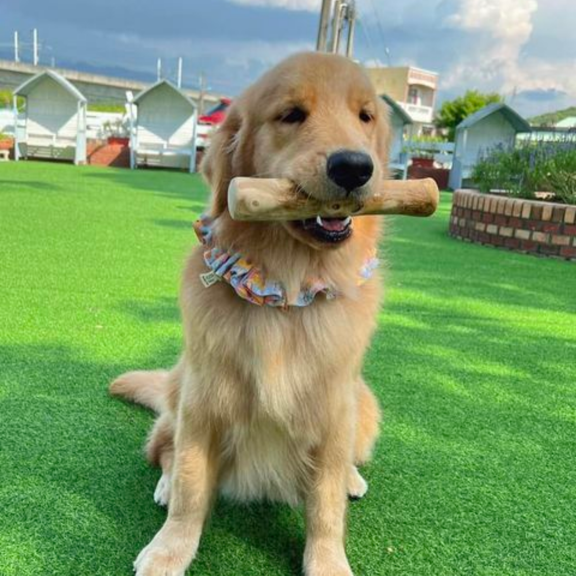 ROOP 狗狗啃咬玩具-天然咖啡木