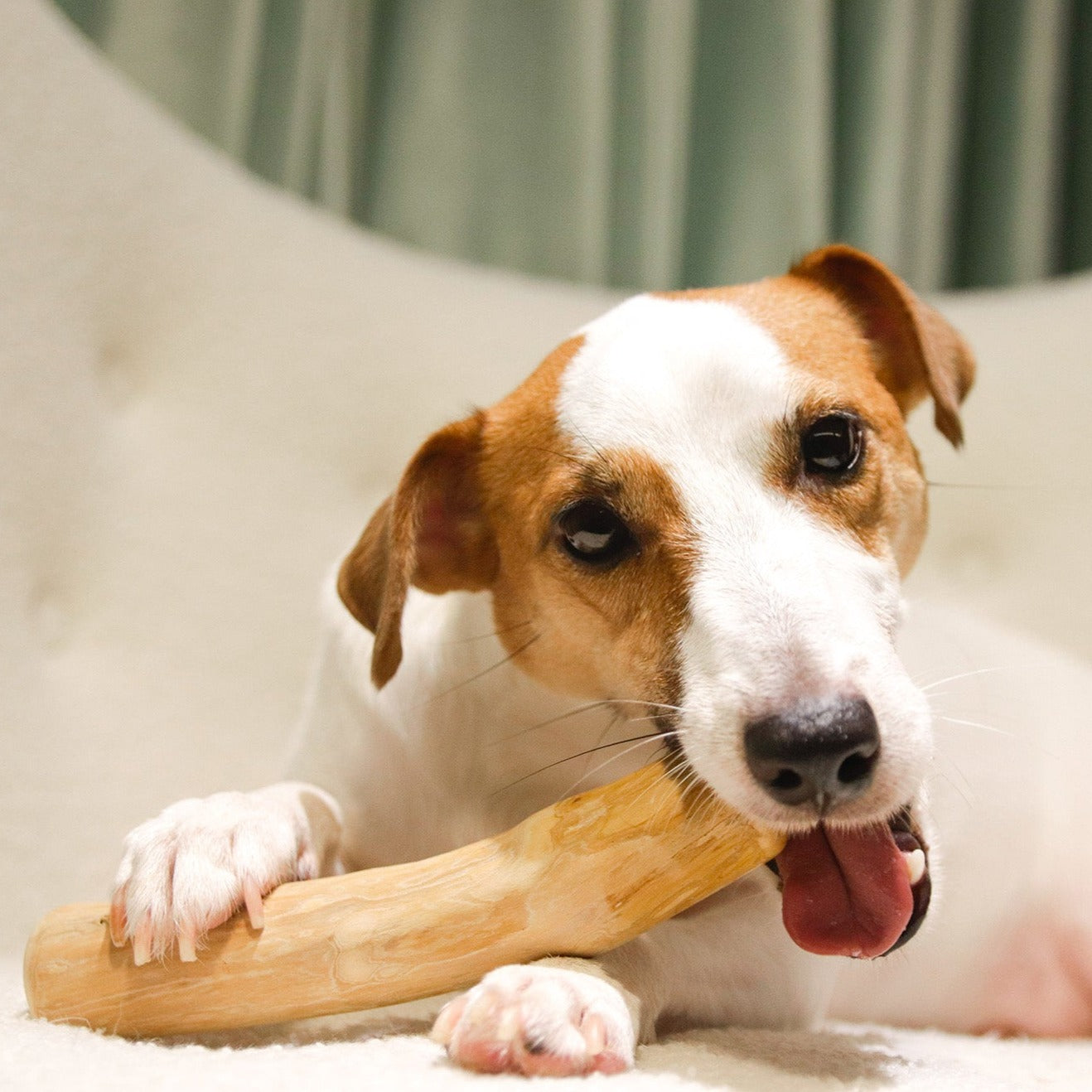 ROOP 狗狗啃咬玩具-天然咖啡木