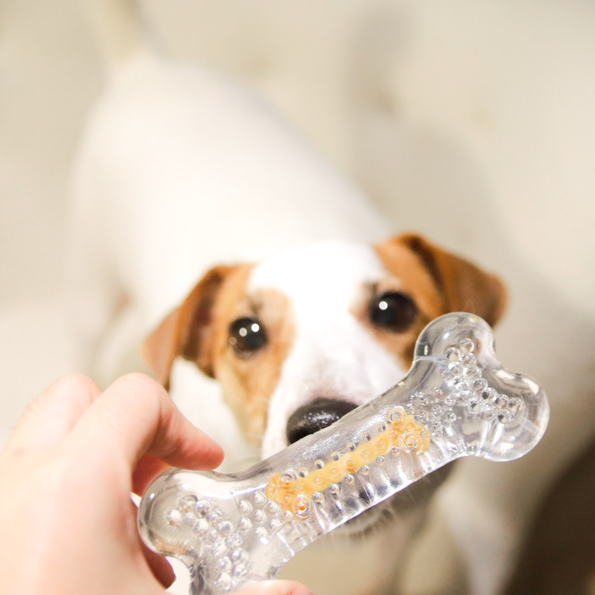 ROOP 狗狗磨牙玩具-風味軟膠系列(柔軟彈牙)