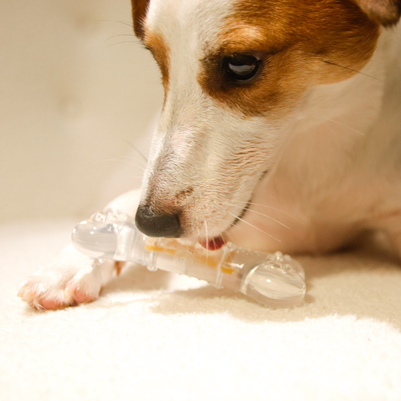 ROOP 狗狗磨牙玩具-風味軟膠系列(柔軟彈牙)