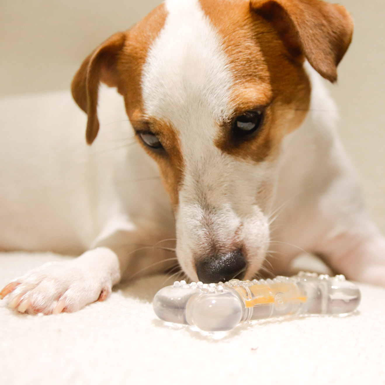 ROOP 狗狗磨牙玩具-風味軟膠系列(柔軟彈牙)