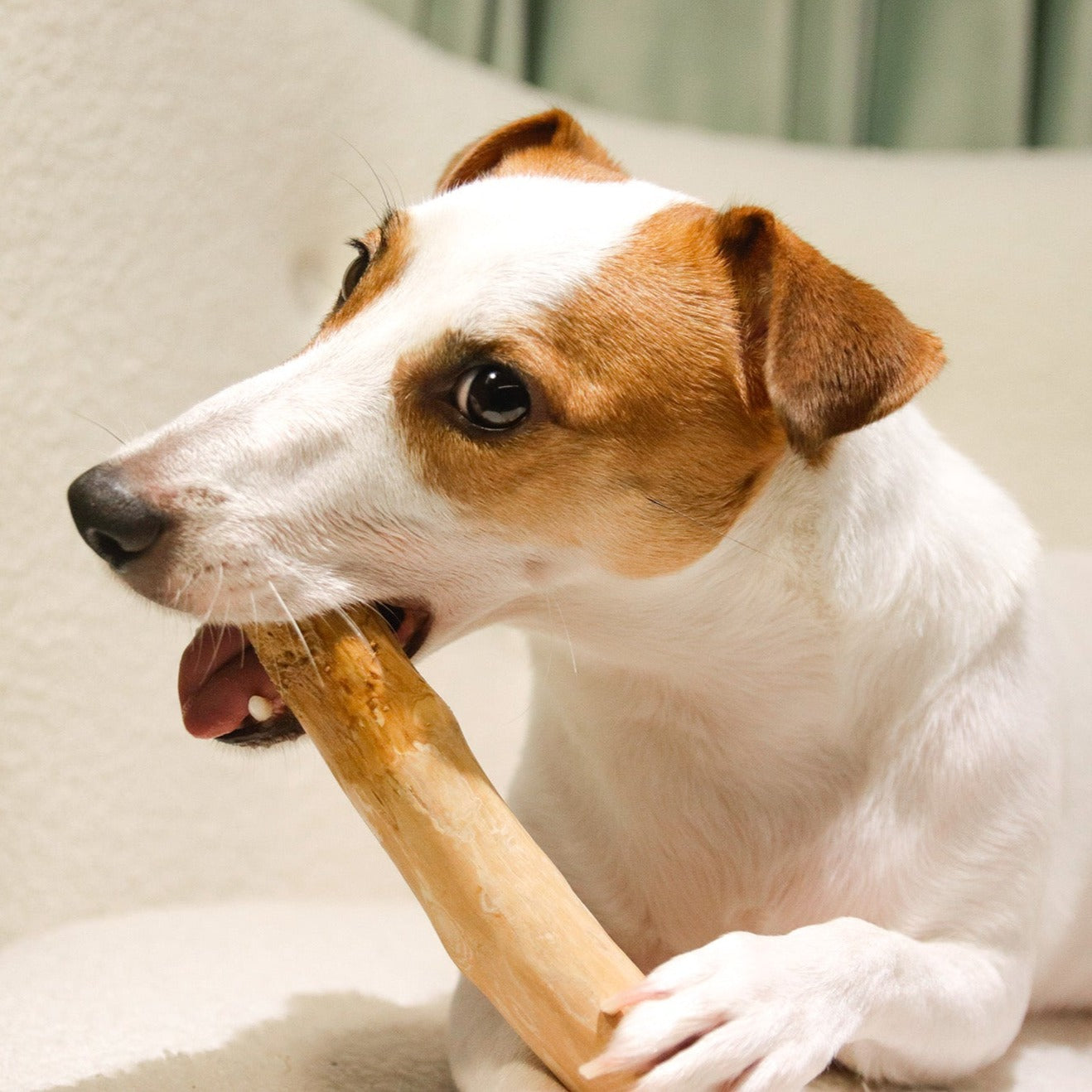 ROOP 狗狗啃咬玩具-天然咖啡木