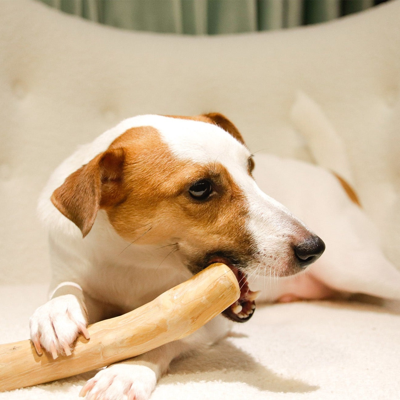 ROOP 狗狗啃咬玩具-天然咖啡木