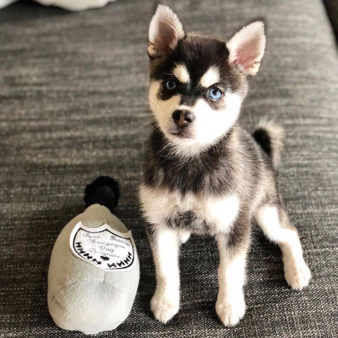 Haute Diggity Dog 狗狗酒瓶發聲玩具