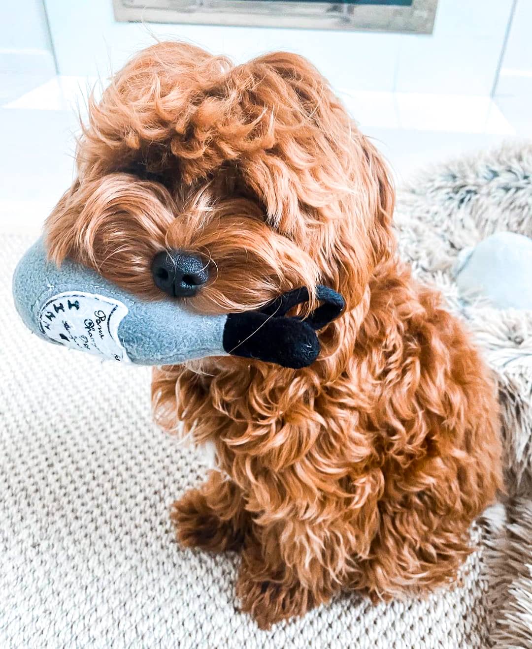 Haute Diggity Dog 狗狗酒瓶發聲玩具