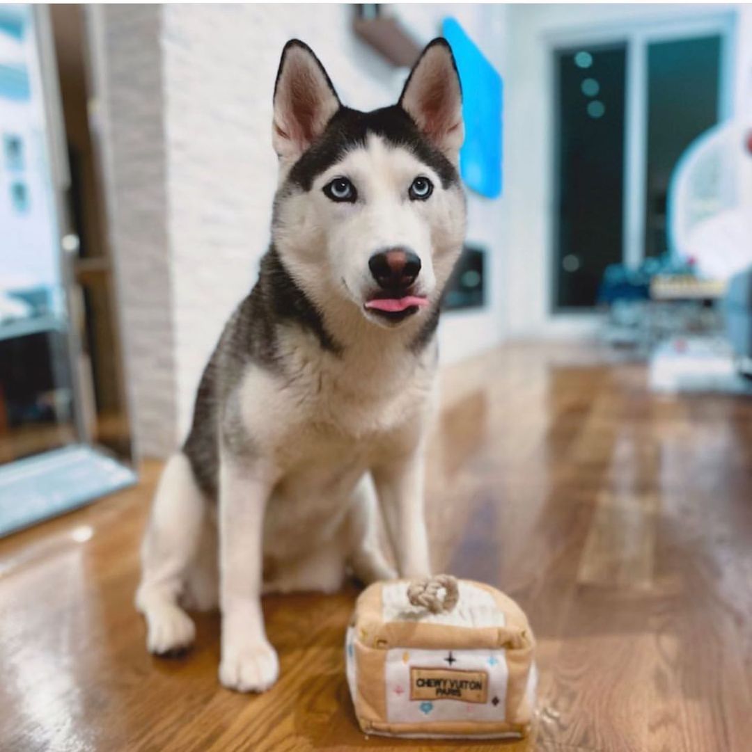 Haute Diggity Dog 狗狗藏食玩具箱