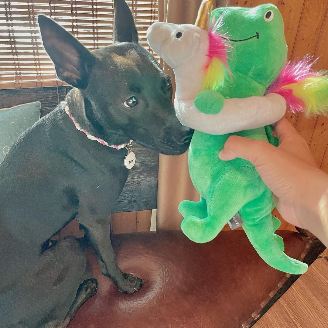 PetShop by Fringe Studio 狗狗發聲玩具-變裝暴龍系列