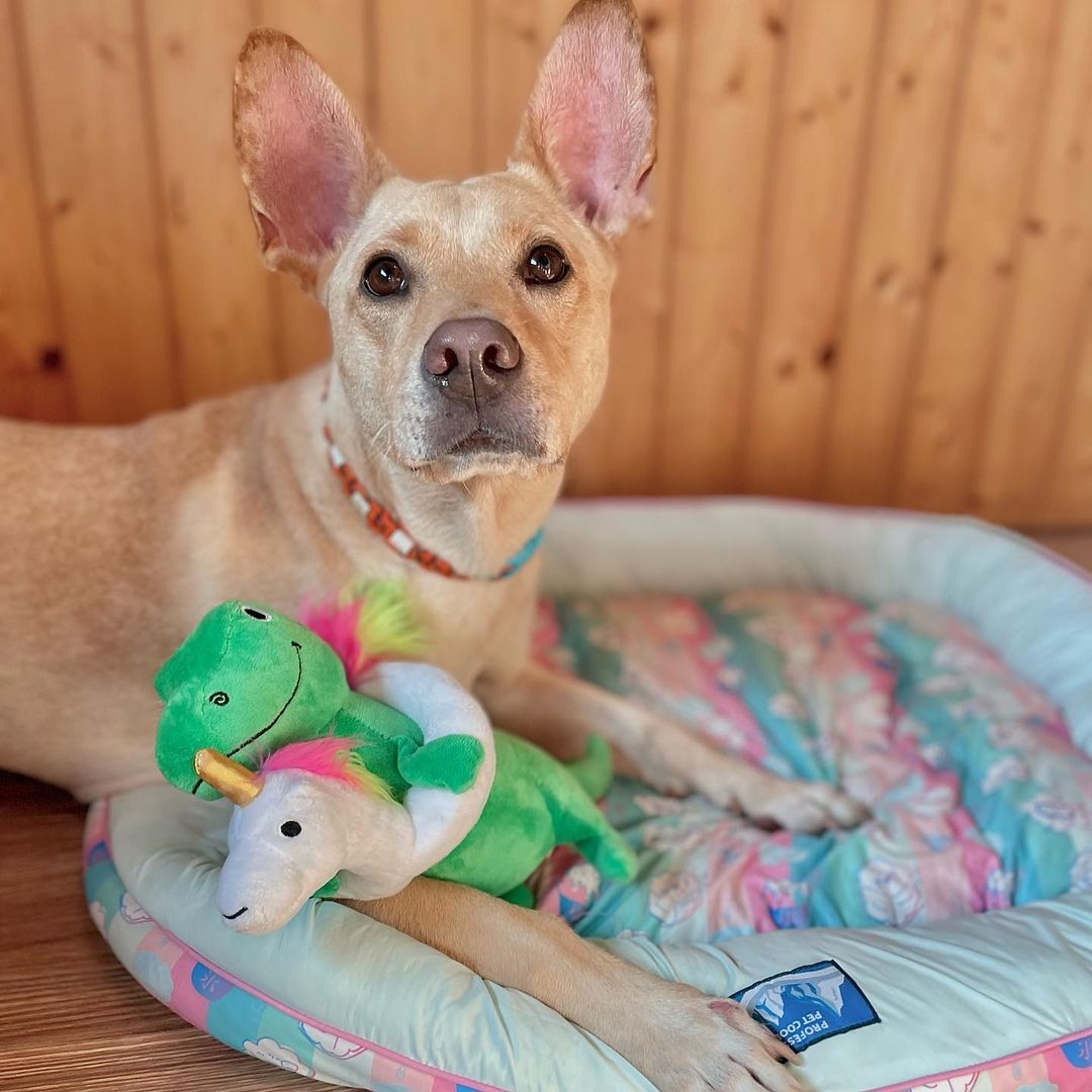 PetShop by Fringe Studio 狗狗發聲玩具-變裝暴龍系列