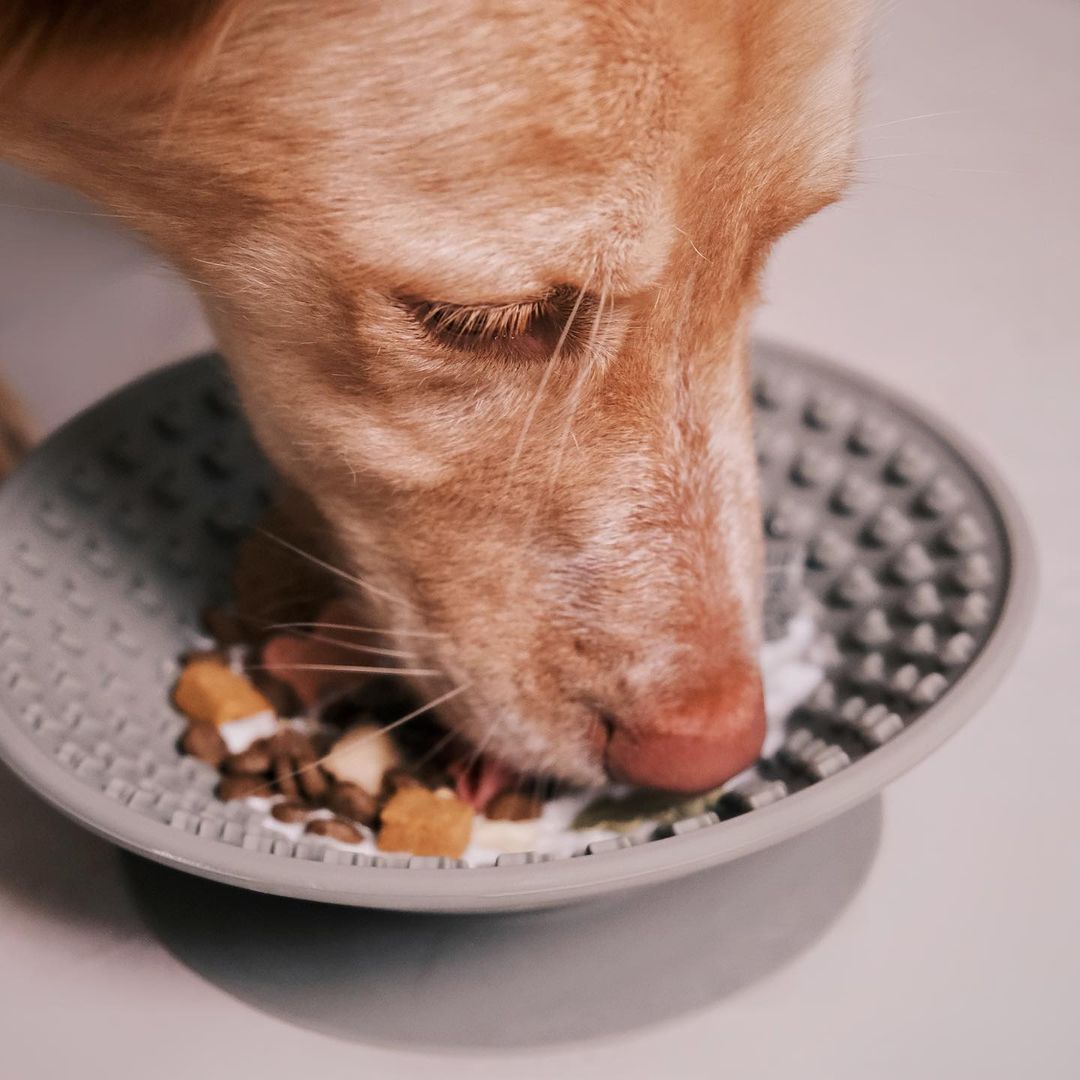 OMOM 寵物舔食碗