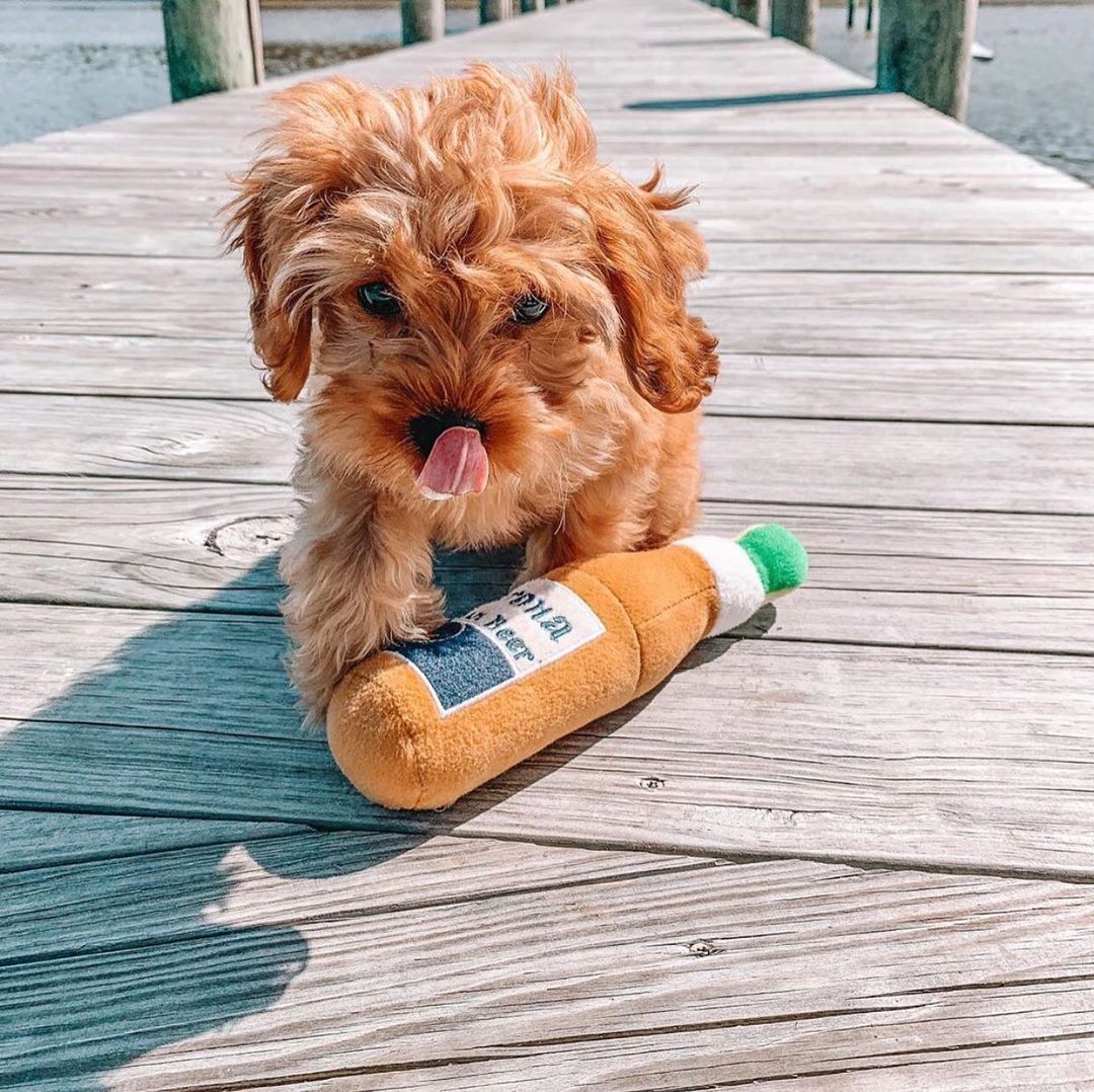 Haute Diggity Dog 狗狗酒瓶發聲玩具