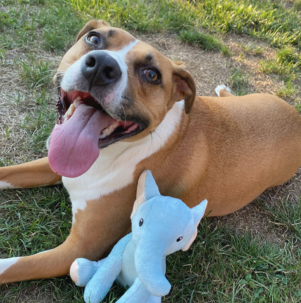 Spunky Pup 狗狗發聲玩具-夜光系列