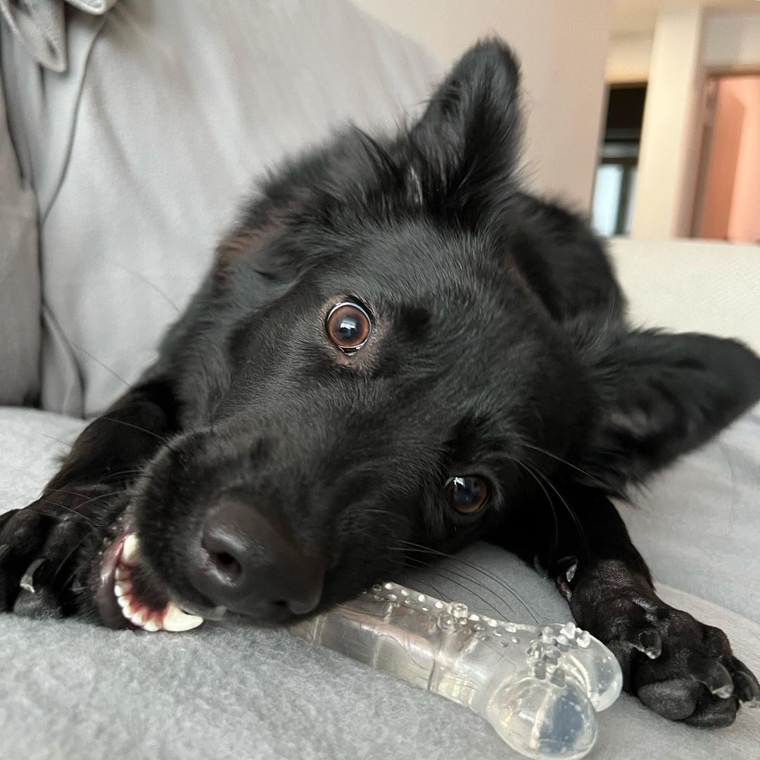 ROOP 狗狗磨牙玩具-風味軟膠系列(柔軟彈牙)