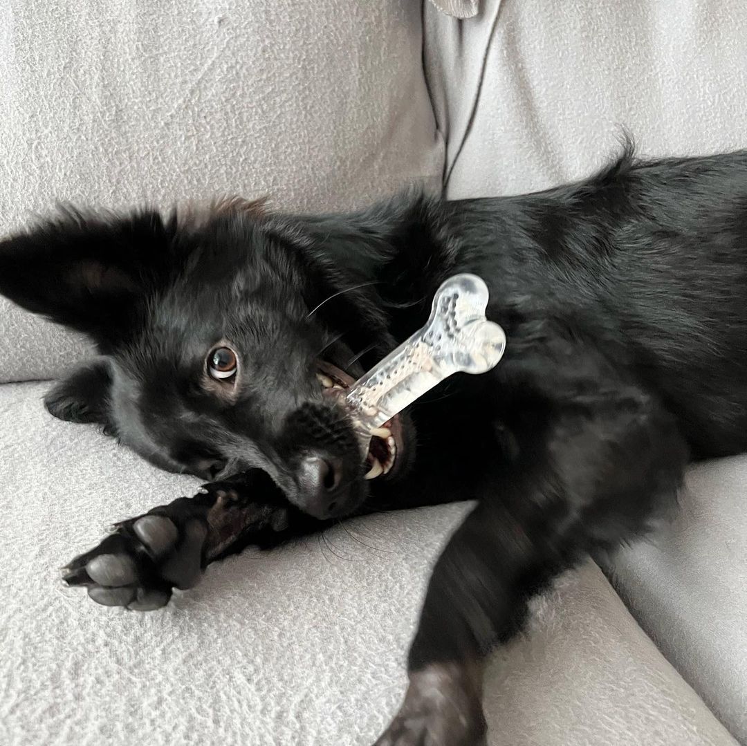 ROOP 狗狗磨牙玩具-風味軟膠系列(柔軟彈牙)