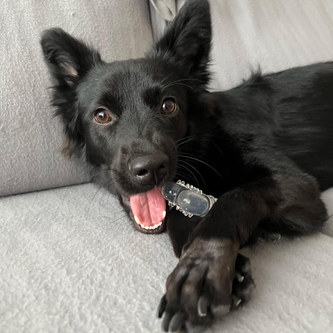 ROOP 狗狗磨牙玩具-風味軟膠系列(柔軟彈牙)